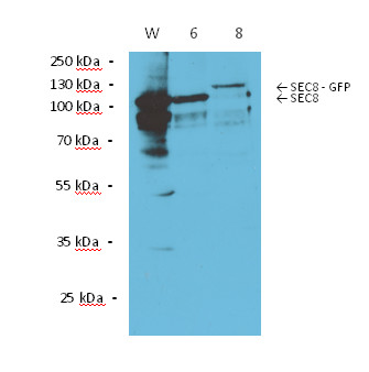 western blot using anti-Sec 8 antibodies